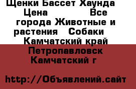 Щенки Бассет Хаунда  › Цена ­ 25 000 - Все города Животные и растения » Собаки   . Камчатский край,Петропавловск-Камчатский г.